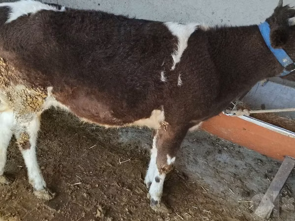 பசு, Swiss cattle