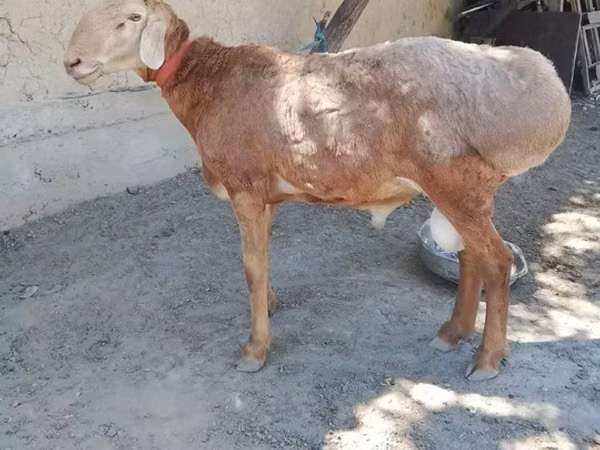 Ram, Arashan sheep — Kazakhstan
