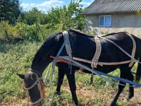 Kuda betina, Horses — foto 2