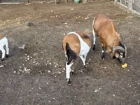 Ram, Cameroon sheep — photo 3