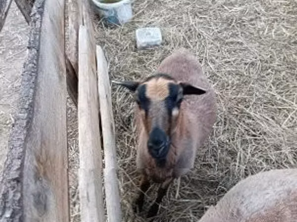 Sheep, Cameroon sheep