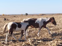 Merrie, Pinto horses — foto 2