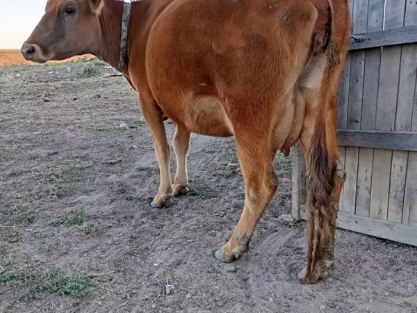 Гов, Latvian Blue cattle — Қазоқистон