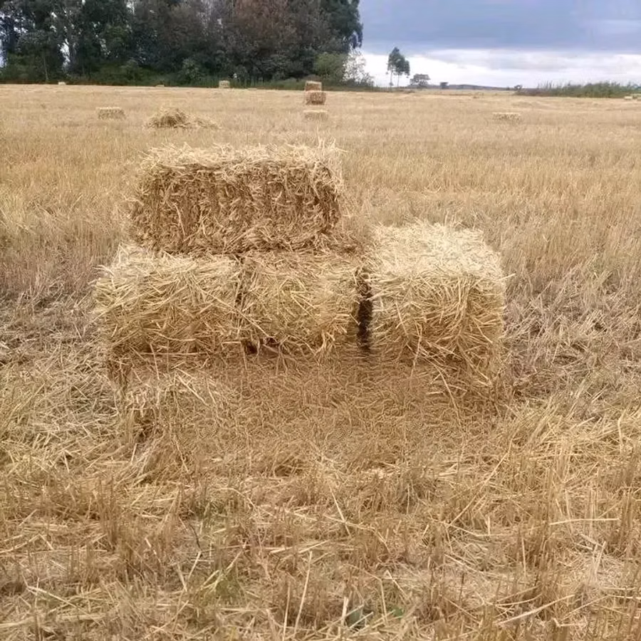 Bhoma Rhodes Hay & Seeds, Lucerne Hay & Seeds, Baled Full Corn Silage