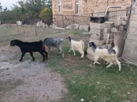 بز ماده, بز — عکس 5