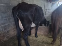 Cow, Cattle — photo 2