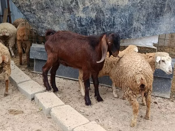 Ri’ lab, Damask goat