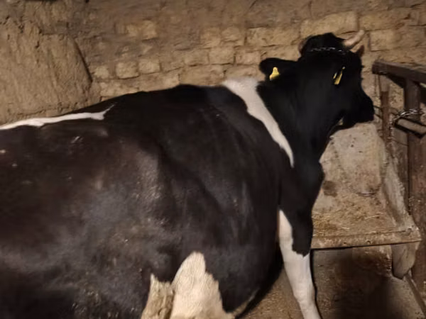 Гов, Russian Black pied cattle