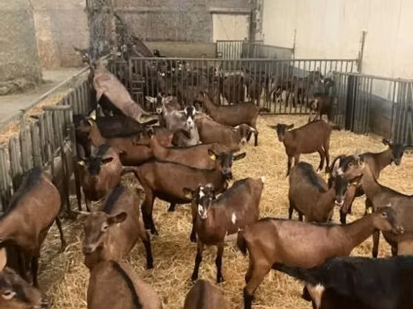 بز ماده, Alpine goat