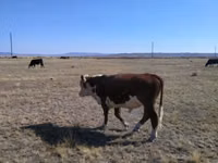 Bull, Swiss cattle — photo 3