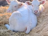 Byk, Charolais cattle — zdjęcie 3
