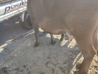 گاو ماده, Russian Black pied cattle — عکس 7