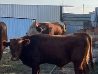 Dibi, Cattle — sawirka 2