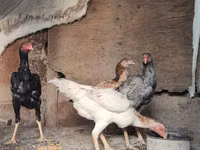 Shamo chickens — photo 2