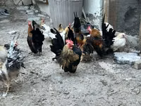Chickens — عکس 2
