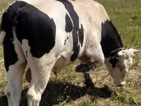 Bull, Russian Black pied cattle — photo 5