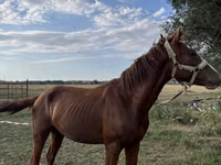 Horse (M), Horses — photo 1