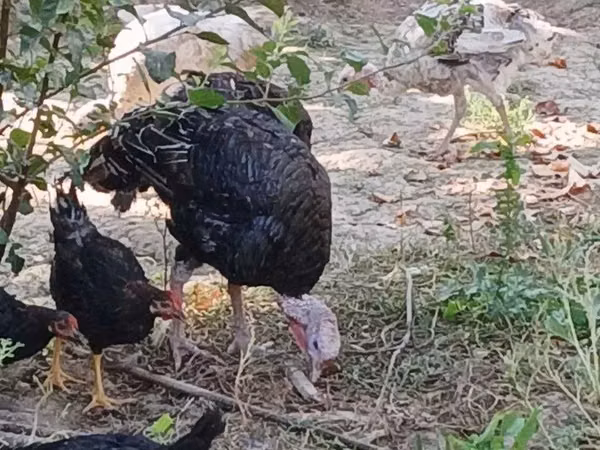 Turkeys