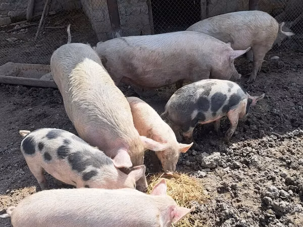 Boar, Pigs — Azerbaijan