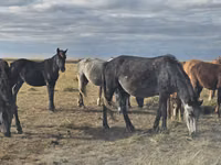Mare, Horse breed — photo 4