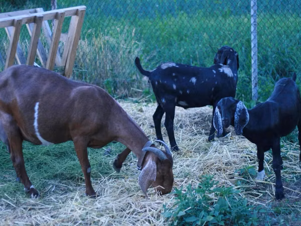 Kambing betina, Goats — Moldova