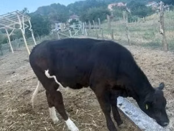 Cow, Aberdeen-Angus — Hungary