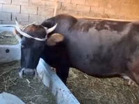 Гов, Latvian Blue cattle — акс 4
