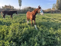 Кобила, Kyrgyz Horse — фото 7
