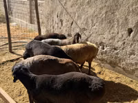 Kambing jantan, Sheep — foto 3
