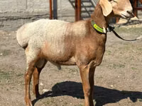 قوچ, Arashan sheep — عکس 7