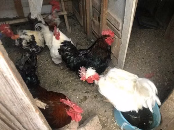 Chickens — 匈牙利