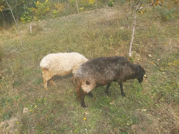 Biri-biri betina, Sheep