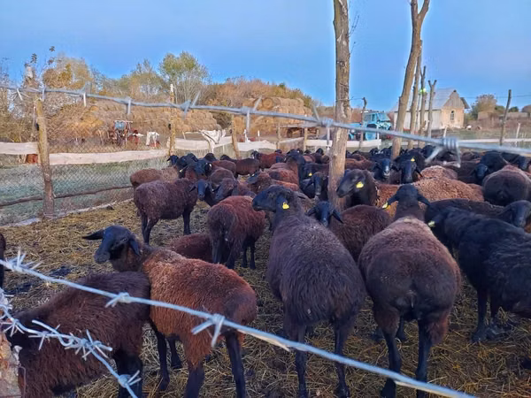 Sheep, Edilbay sheep
