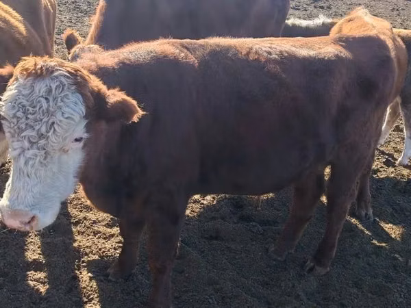 Bull, Kazakh White-headed cow