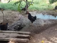 Chickens — รูปภาพ 2
