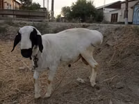 የጎትት አውራ በግ, Sheep — ፎቶ 3