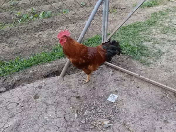 Chickens — Armenia