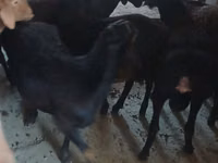 Bock, Boer goat — foto 7