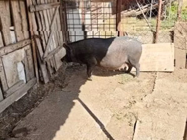 Sow, Pigs — Hungary