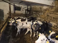 公牛, Cattle — 照片 1
