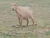 Billy Goat, Alpine goat — photo 2
