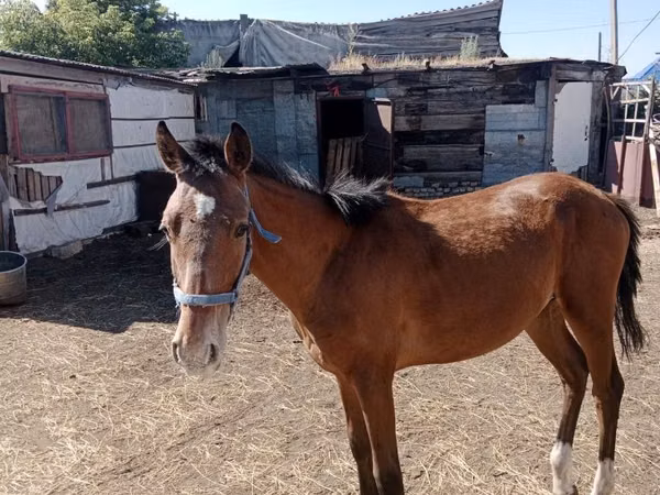 اسب نر, Kazakh horse