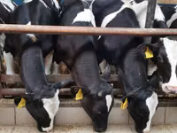 牛只（批次，未指定性别）, Simmental cattle — 照片 7