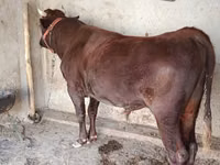 Toro, Bovini — foto 1