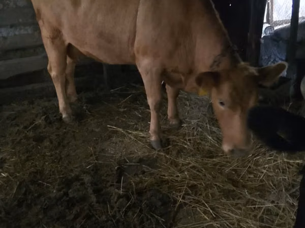 गाय, Simmental cattle — कज़ाखस्तान