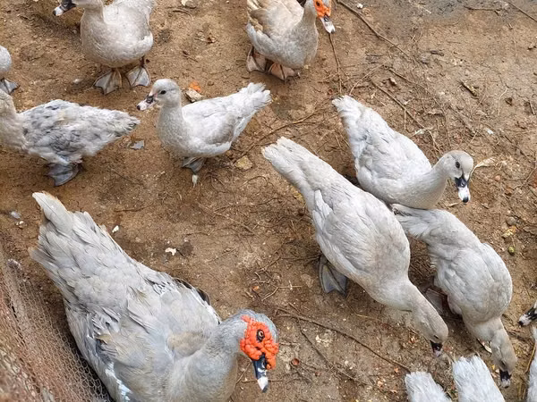 Ducks — আজারবাইজান