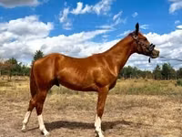 Kuda jantan, Quarter Horse — foto 6