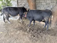 公牛, Cattle — 照片 1