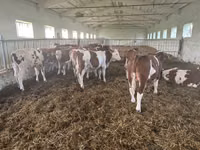 황소, Simmental cattle — 사진 3