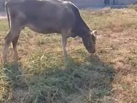 Sigir, Latvian Blue cattle — 1-rasm